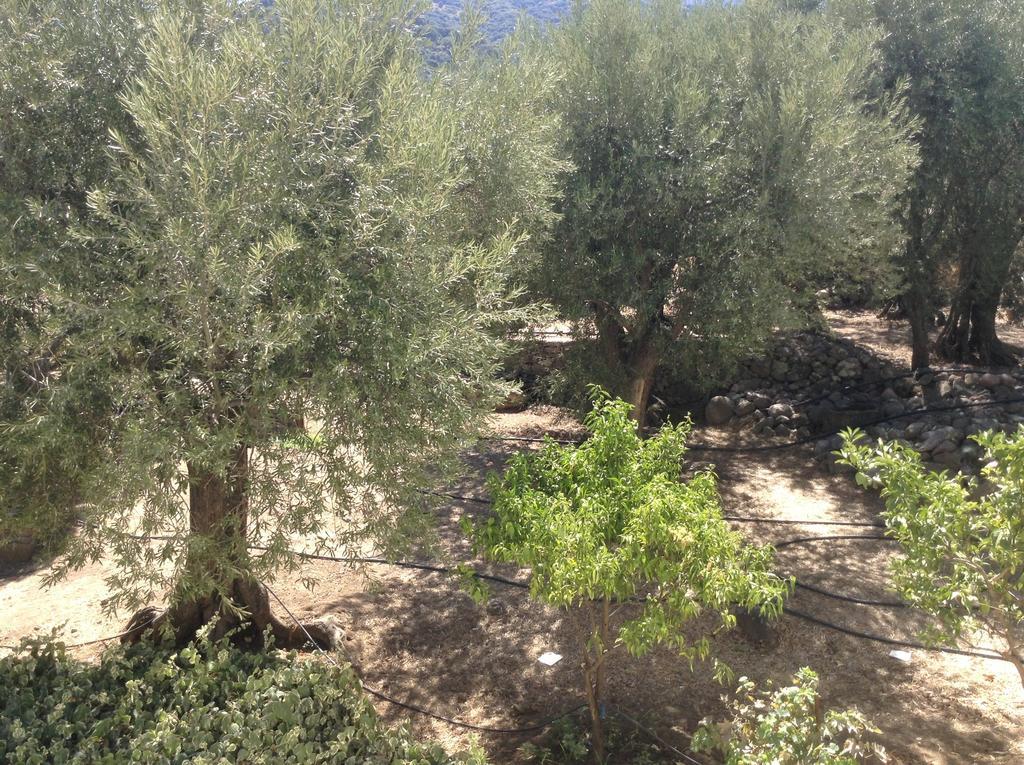 Rooms To Let To Kyma Skala Sikamineas Skala Sykamineas Ruang foto